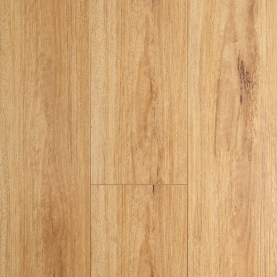 Blackbutt v6