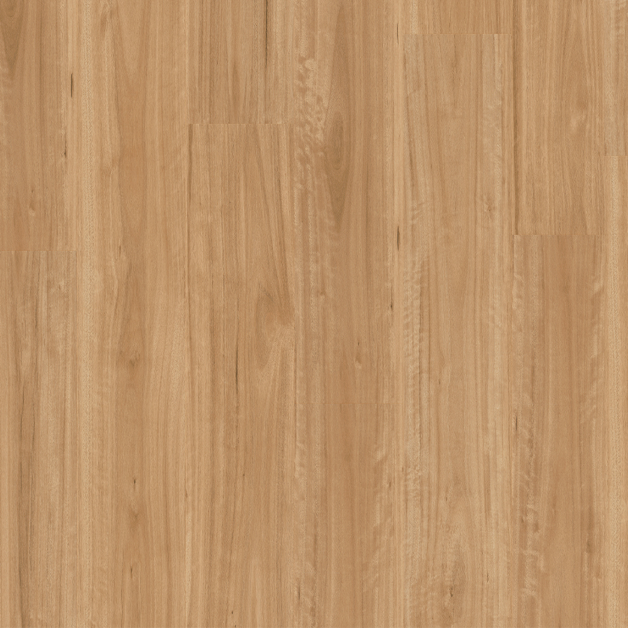 Bleached Blackbutt